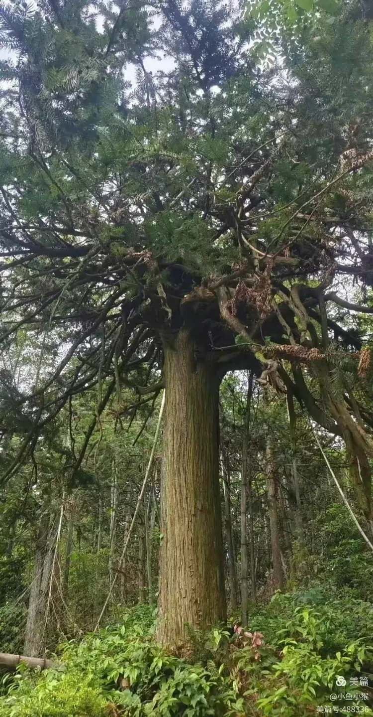 稀奇!棠阴有棵数百年的倒栽树